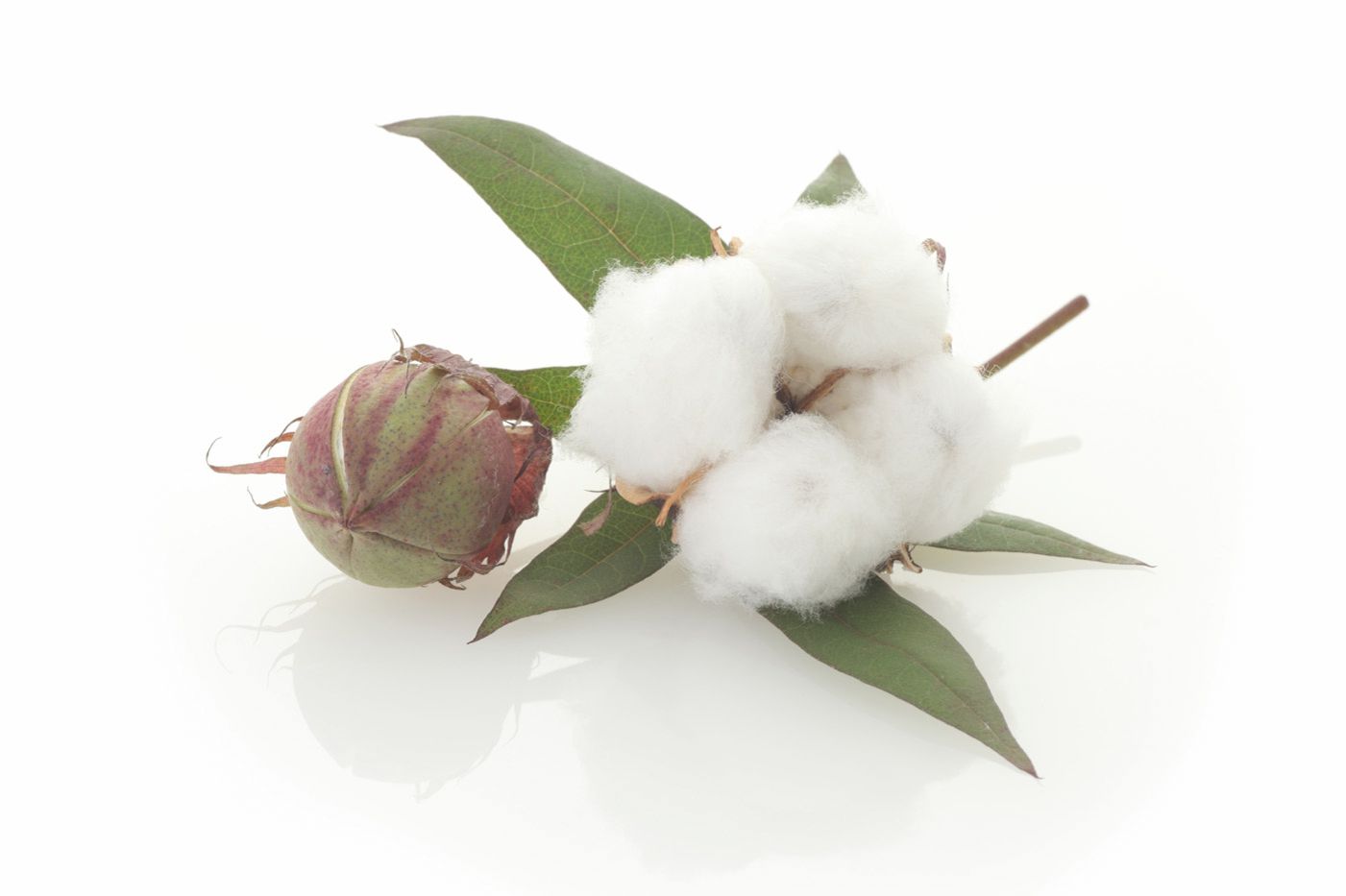 cotton13 cotton13